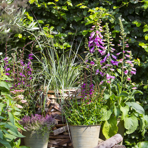 Image of Lupinus polyphyllus