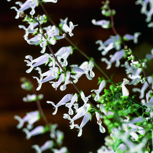 Image of Plectranthus oertendahlii