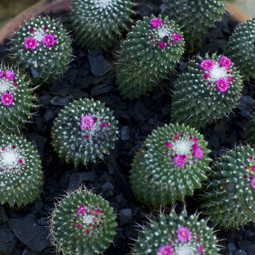 Image of Mammillaria magnimamma