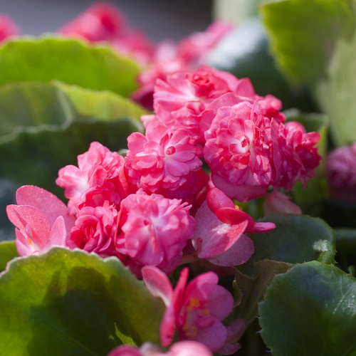 Begonia Begoniaceae (7073)