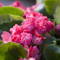 Image of Begonia semperflorens hybrid