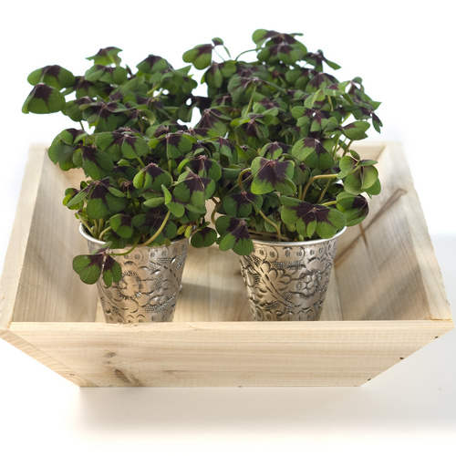 Image of Oxalis deppei