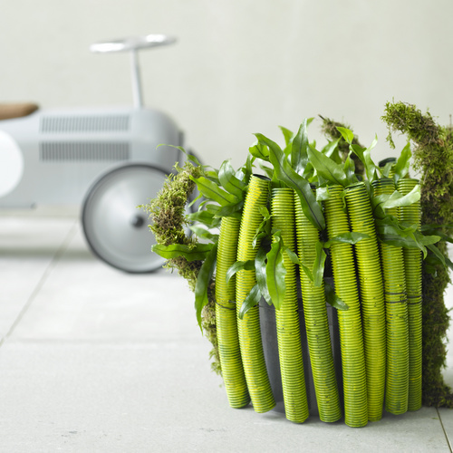 Microsorum Polypodiaceae (11638)