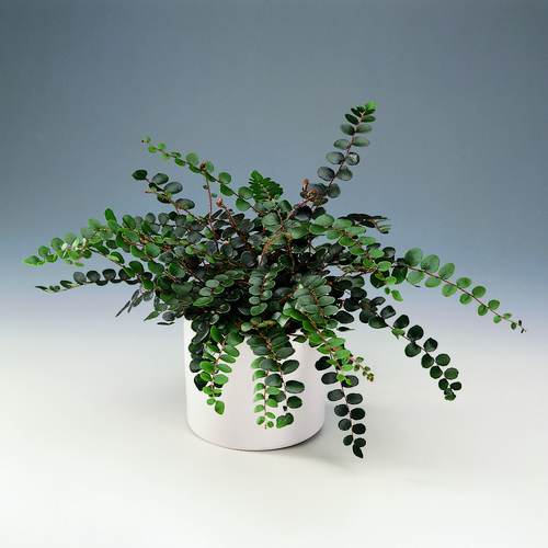 Image of Pellaea rotundifolia