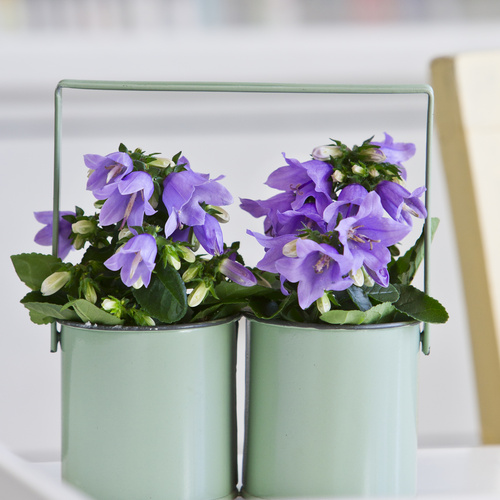 Campanula Campanulaceae (7507)