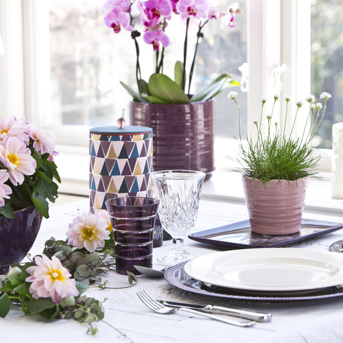 Armeria Plumbaginaceae (6700)