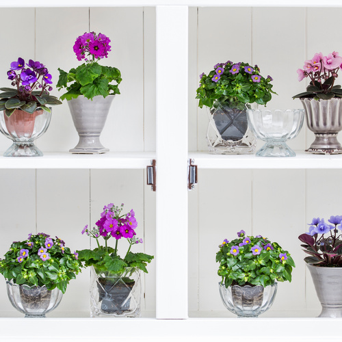 Primula malacoides mini Primula Primulaceae (12950)