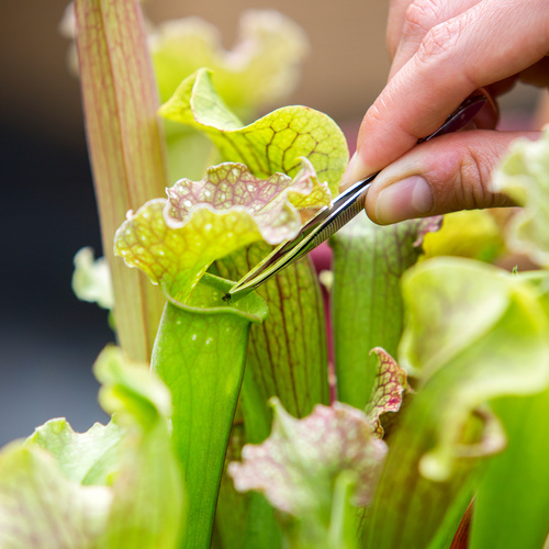 Sarracenia Sarraceniaceae (14343)