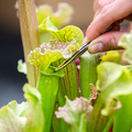 Image of Sarracenia hybrid
