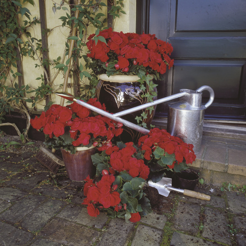 Begonia Begoniaceae (440308)