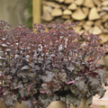 Image of Heuchera hybrid