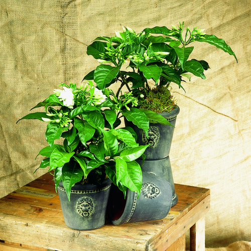 Tabernaemontana Apocynaceae (15010)