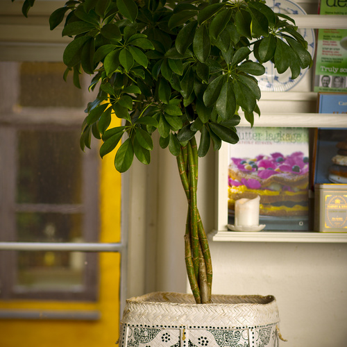 Schefflera ny Schefflera Araliaceae (14396)