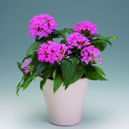 Pentas Rubiaceae (12400)