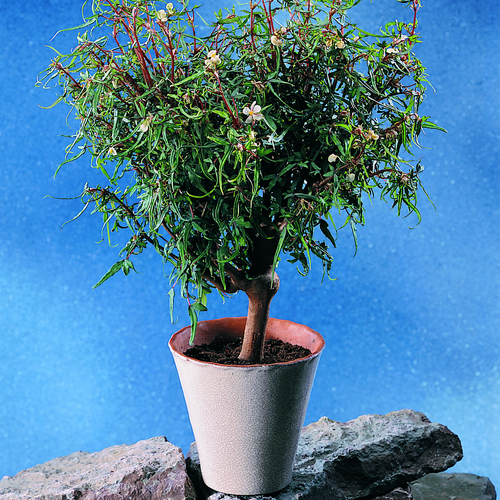 Begonia Begoniaceae (6939)