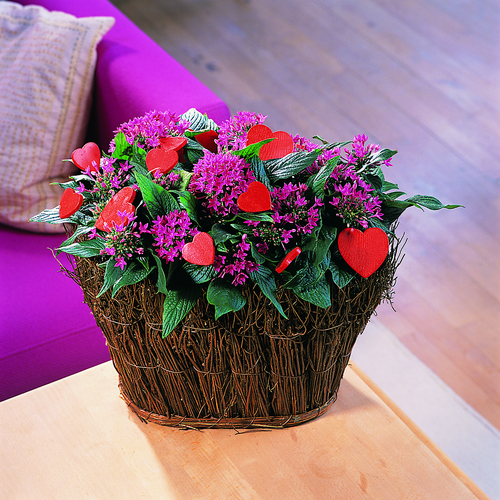 Image of Pentas lanceolata