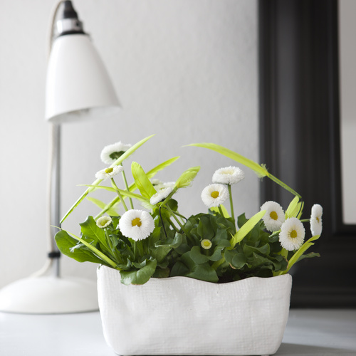 Image of Bellis perennis