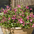 Image of Diascia hybrid