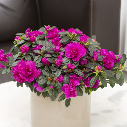 Rhododendron Ericaceae (13278)