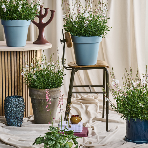 Heuchera Saxifragaceae (442034)