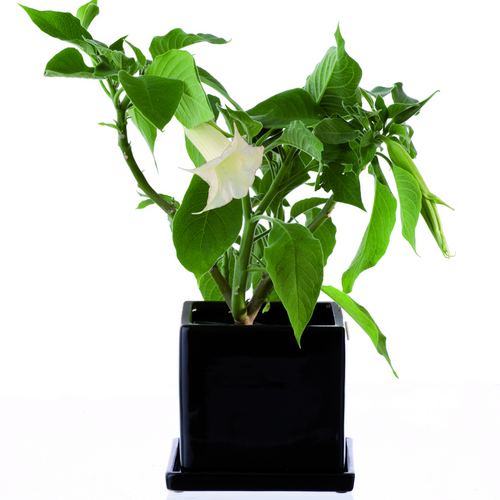 Brugmansia Solanaceae (7252)