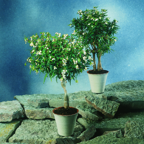Begonia Begoniaceae (6940)