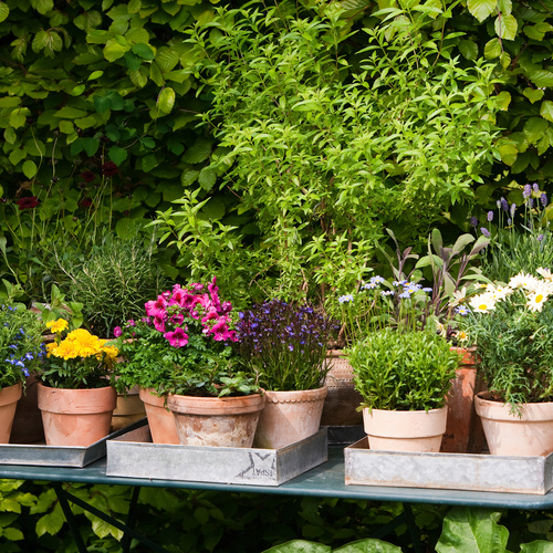 Image of Tagetes patula