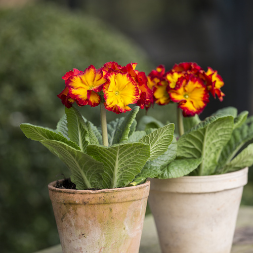 Image of Primula veris