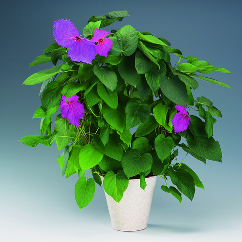 Image of Dalechampia dioscoreifolia