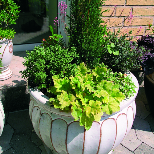 Chamaecyparis Cupressaceae (7985)