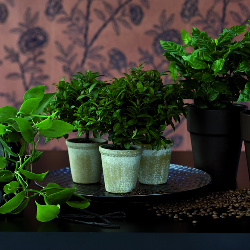 Coffea Rubiaceae (8241)