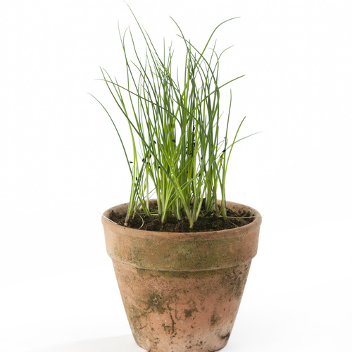 Image of Allium schoenoprasum