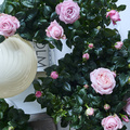 Image of Rosa hybrid