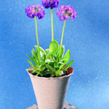 Image of Primula denticulata