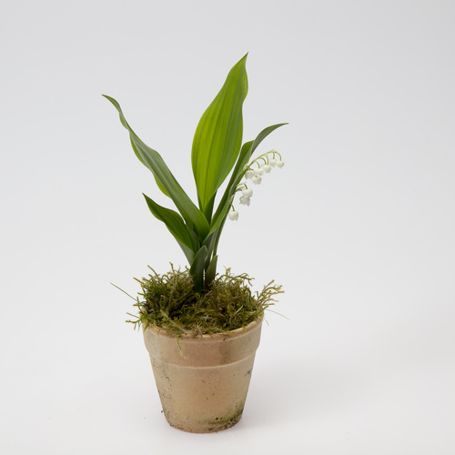 Image of Convallaria majalis