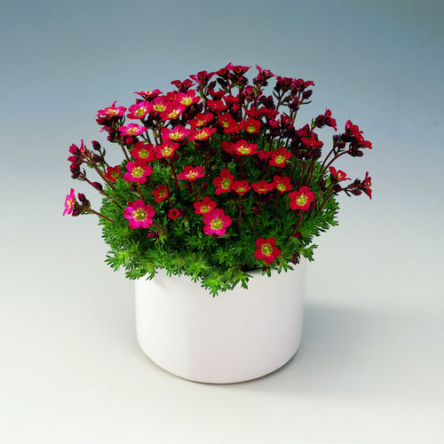 Image of Saxifraga arendsii