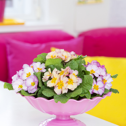 Image of Primula vulgaris