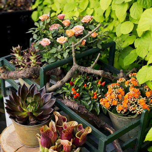 EcheveriaRosaKalanchoeCapsicumSarracenia20130607Y61A1953 Sarracenia Sarraceniaceae (14365)