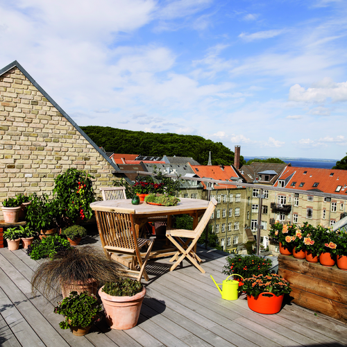 Image of Begonia boweri
