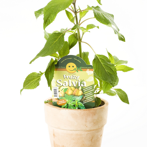 Image of Salvia elegans