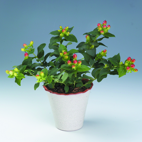 Image of Hypericum inodorum