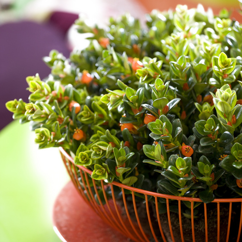 Image of Nematanthus gregarius