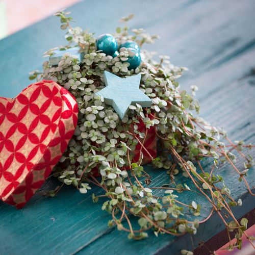 Image of Pilea libanensis