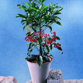 Image of Ardisia crenata