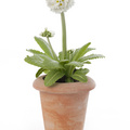 Image of Primula denticulata