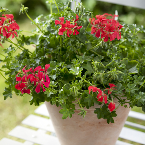 Image of Pelargonium peltatum