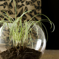 Image of Carex morrowii