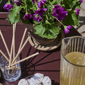Image of Pericallis senetti