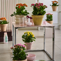 Image of Kalanchoe blossfeldiana