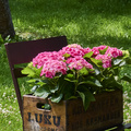 Image of Hydrangea macrophylla